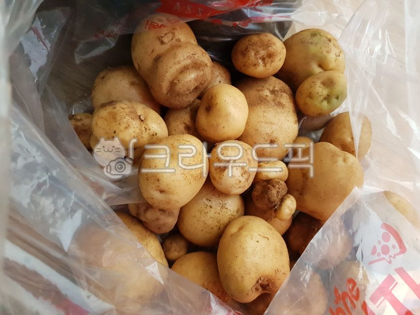 감자,농작물,야채,무농약감자,감자수확