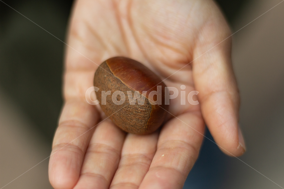 도토리,밤,손,가을,견과,nature,자연,autumn,finger,chestnut,신체일부,몸,body,콩류,견과류,beans,pulse,nuts,dry fruits