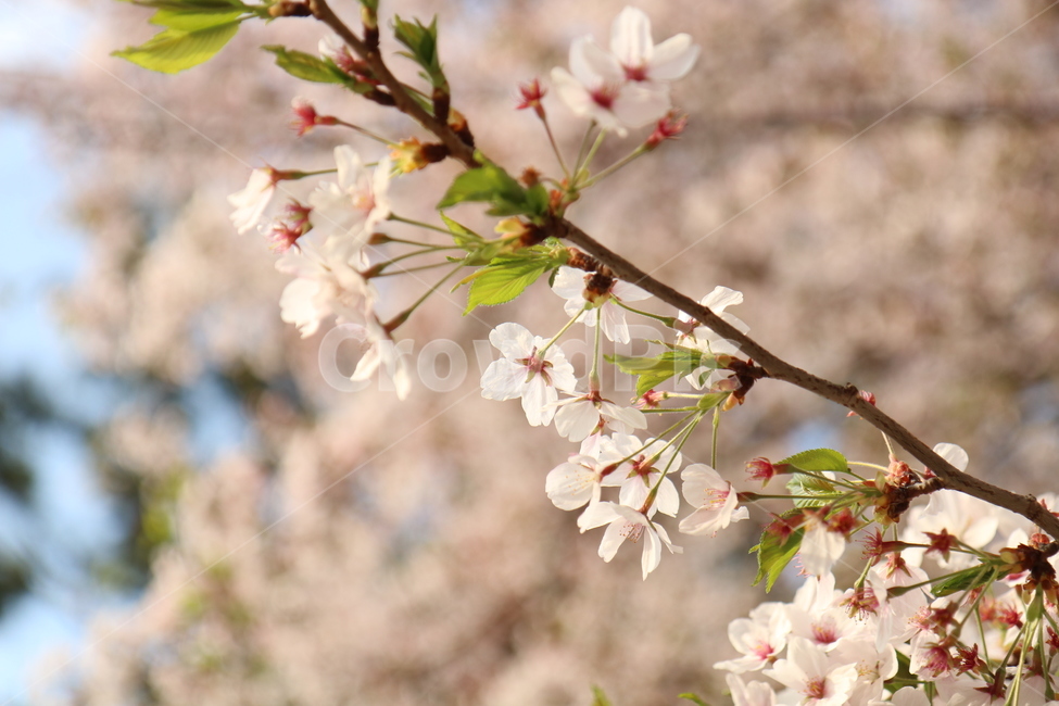 벚꽃,나무,꽃,봄,식물,봄,계절,spring,season,식물,자연,plants,nature,꽃,flower,plant,blossom