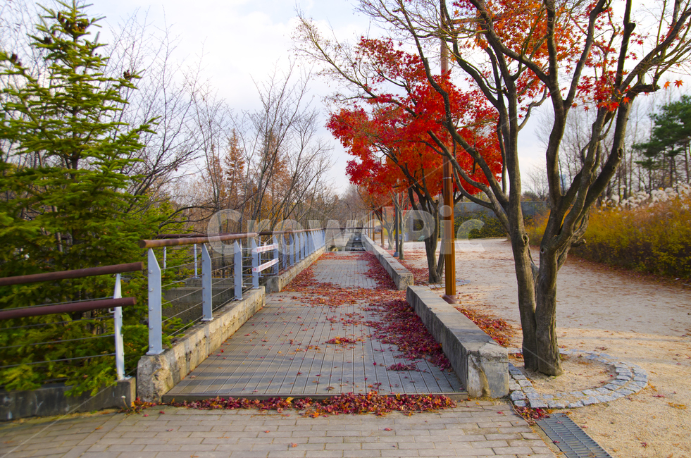 가을,단풍,낙엽,나무,길,빨간색,식물,야외,공원,가을,계절,fall,autumn,season,자연,풍경,nature,landscape,path,통로,walkway,보도,plant,tree