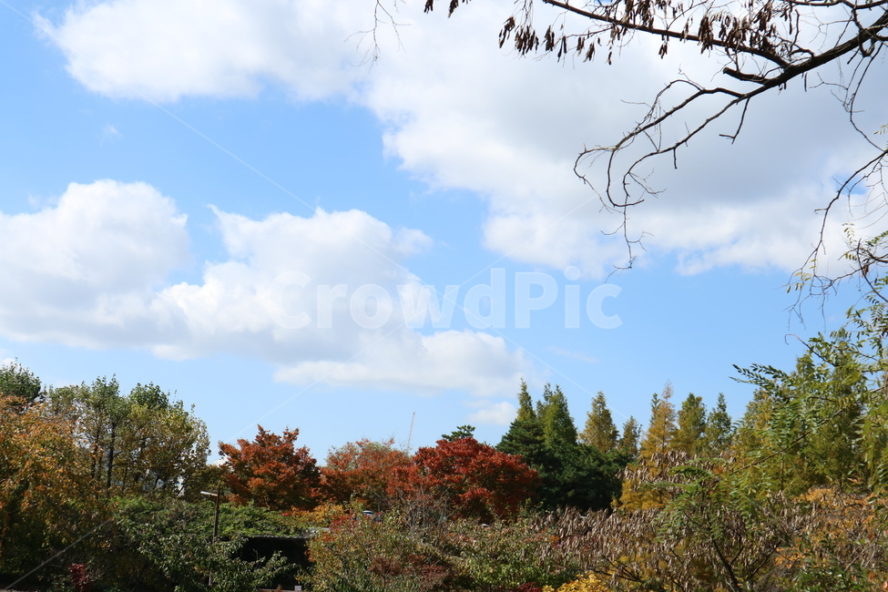 구름,나무,하늘,단풍,계절,sky,season,배경,공원,자연