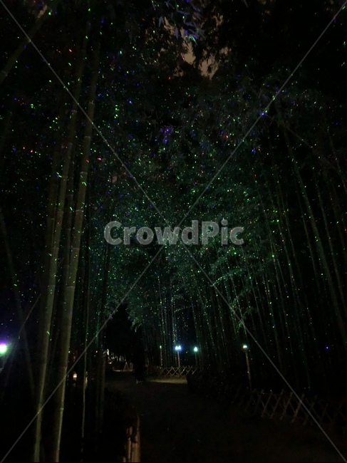 은하수,은하수길,대나무,힐링,밤,자연,풍경,nature,landscape,야경,밤,nightscape,night,식물,plants,나무,trees,wood,light,빛,laser,원자 램프