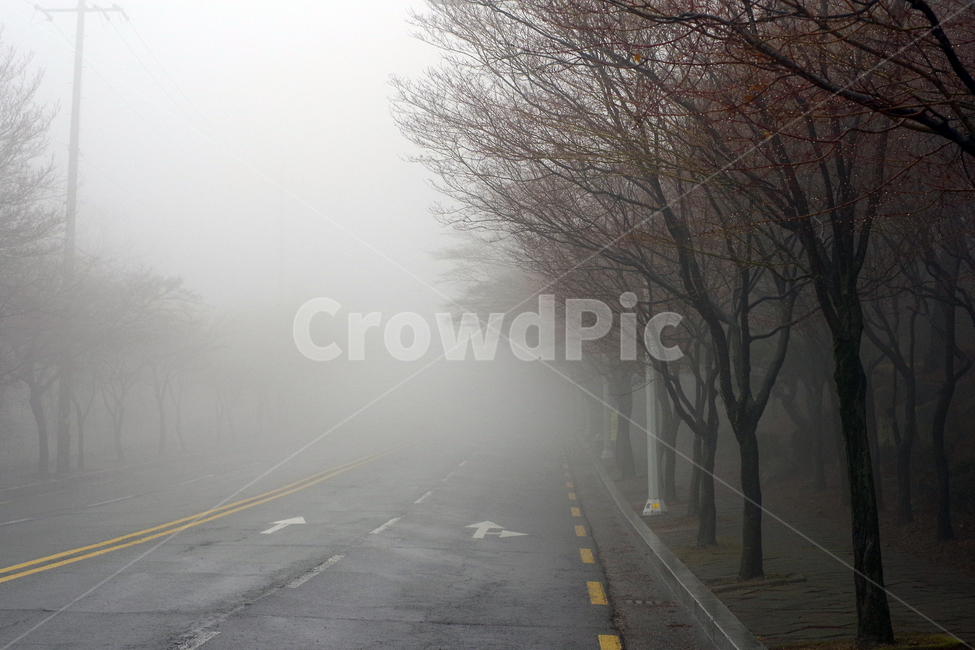 안개,fog,숲길,안개이미지,foggy,자연,풍경,nature,landscape,weather,날씨,outdoors,옥외