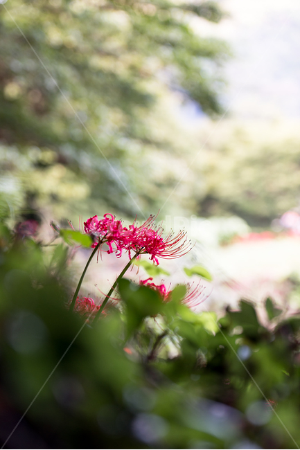 꽃,여름,상사화,꽃무릇,불갑사,산,두송이,식물,자연,plants,nature,꽃,flower