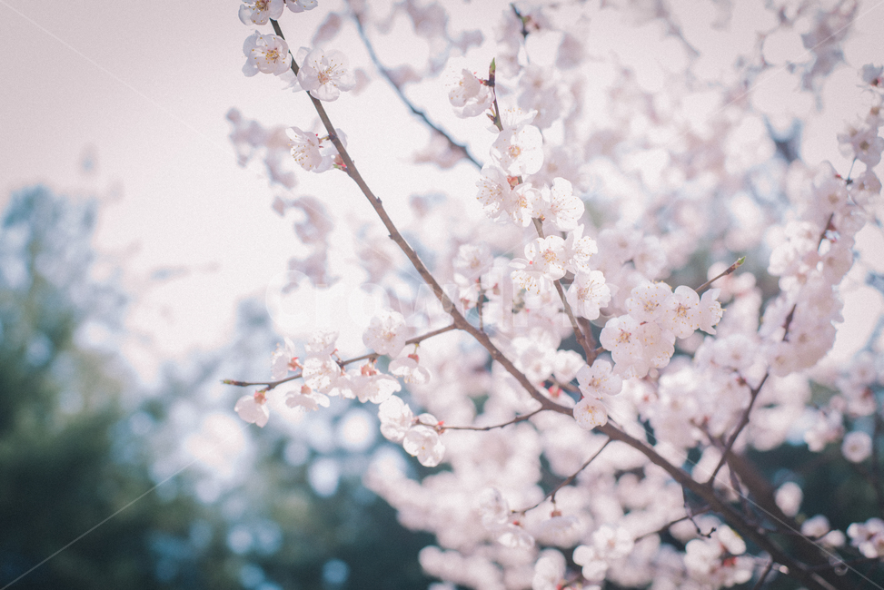 꽃,봄,설레임,따뜻함,감성사진,색감,필름사진,sesible,feeling,spring,계절,season,식물,자연,plants,nature,flower,경치,landscape,pink,봄,계절,spring,season,식물,자연,plants,nature,꽃,flower,감성,sensible,feeling,plant,blossom