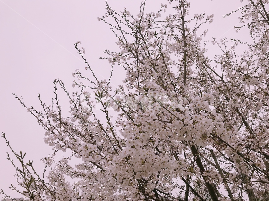 plant,식물,봄,벚꽃,나무,꽃,봄,계절,spring,season