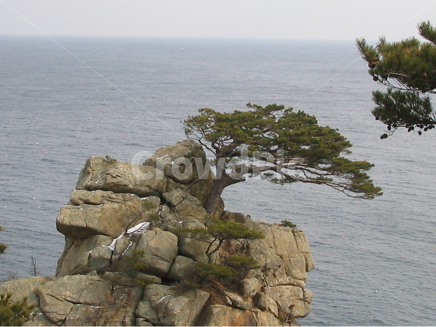 소나무,절벽,바다,외나무,바위,돌,자연,풍경,nature,landscape,한국자연풍경,한국자연경관,korea nature landscape,식물,plants,나무,trees,wood,sea,ocean,대양,outdoors,옥외,water,물,shoreline,해안선,cliff,낭떠러지,promontory,곶,land,땅,coast,연안