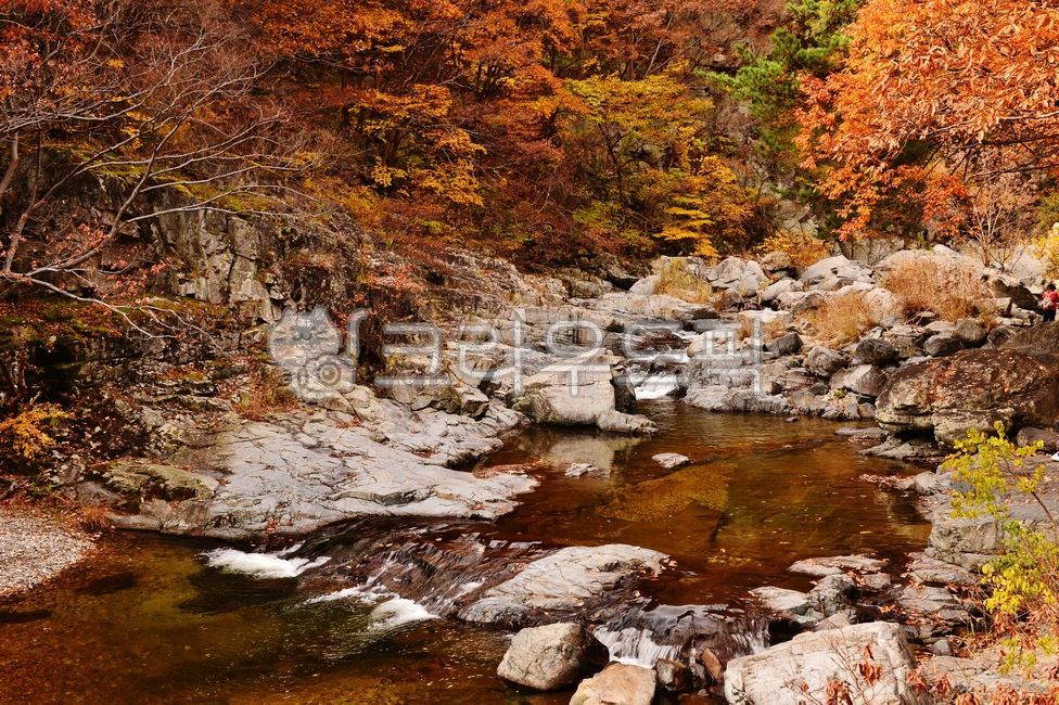 nature,internal calculation,tree,leaf,water,Mansan Red Leaf,grains,red,mountain,outdoors,plant,Bogyeongsa County Park,autumn,Maple