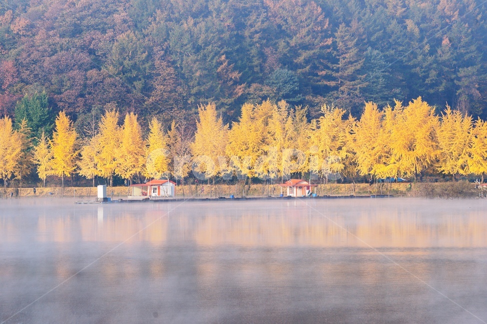 괴산군,문광지,양곡저수지,가을,은행나무,가을,계절,fall,autumn,season,자연,풍경,nature,landscape,한국자연풍경,한국자연경관,korea nature landscape,tree,나무,plant,식물,conifer,구과 식물,larch,낙엽송