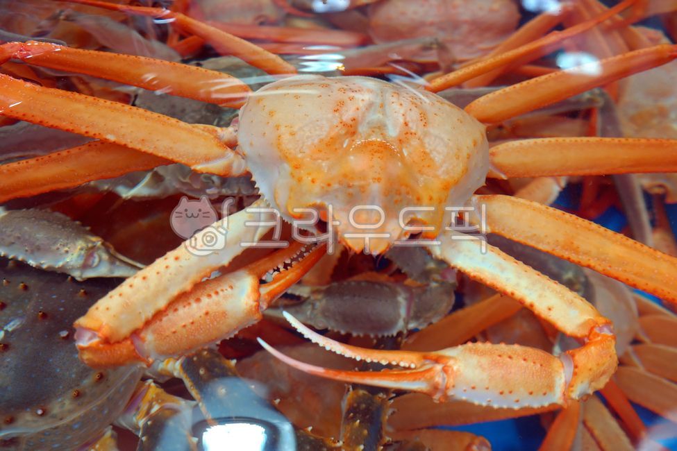 홍게,대게,꽃게,게,킹크랩,자연산,수산시장,수족관,식재료,수산물,해산물,동물,음식,수조,갑각류,싱싱한,살아있는,신선한,어시장,snowcrab,swimmingcrab,crab,naturalproduct,aquarium,ingredient,seafood,animal,food,watertank,crustacea,alive,fresh,fishmarket