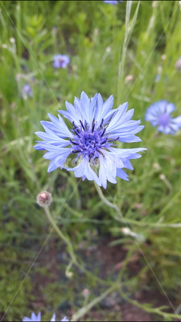 식물,꽃,야생화,자연,들꽃,식물,자연,plants,nature,꽃,flower