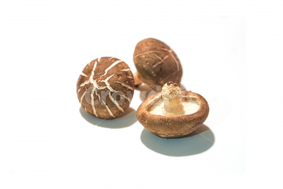 표고,버섯,음식,재료,누끼,버섯,mushroom,음식,식재료,요리,food,cook,meal,dishes,food reserves,누끼,remove background