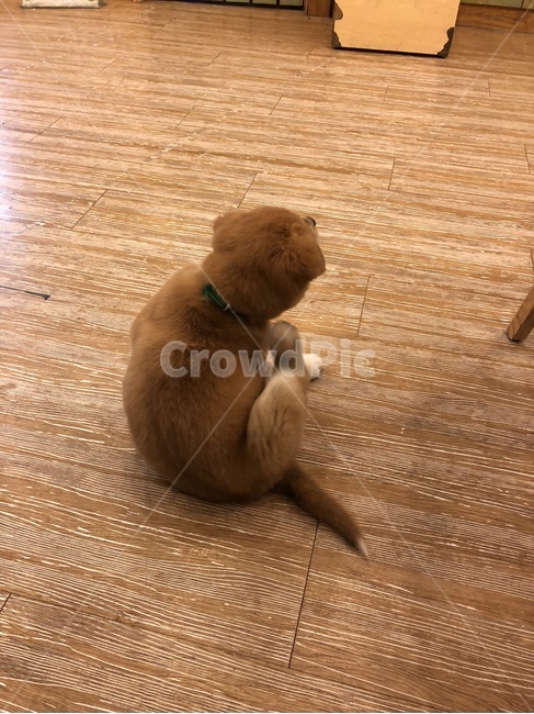 아기강아지,동물,강아지,진돗개,가려움,뒷모습,작고귀여운,puppy,동물,animal,포유류,mammal,개,강아지,dog,doggy