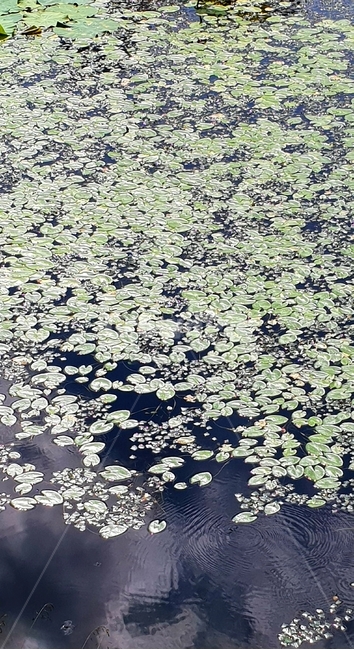 수초,물,자연,식물,배경이미지,여름,호수,연못,background,natural,초록,그린,green,여러해살이,배경,배경화면,색감,바탕,텍스쳐,질감,패턴,이미지,식물,자연,plants,nature