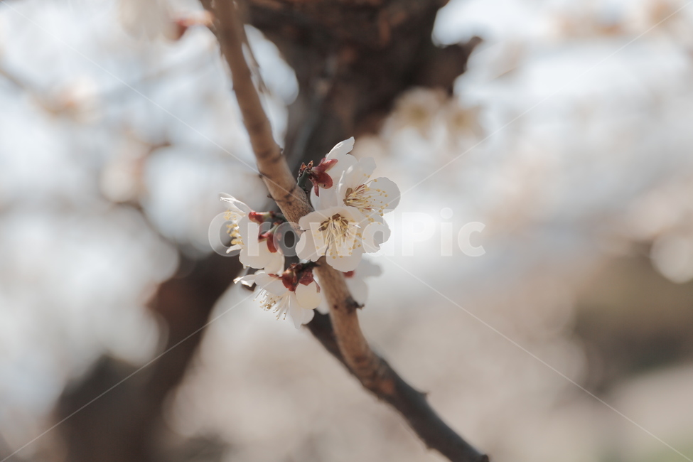 매화,꽃,홍매화,청매화,매실꽃,매화나무,봄,봄,계절,spring,season,식물,자연,plants,nature,꽃,flower,감성,sensible,feeling,plant