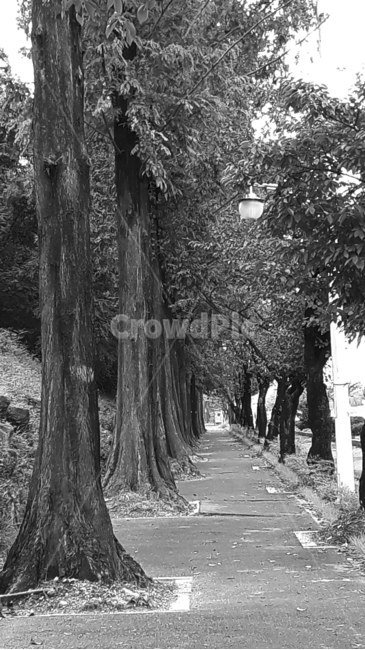 tree,나무,나무줄기,plant,길