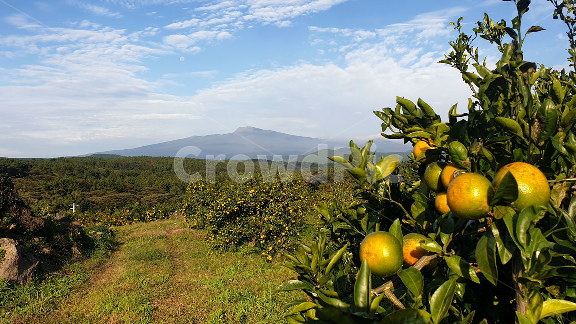 한라산,감귤,노지감귤,풍경,제주,과일,과일,열매,fruit