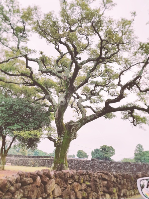 소나무,나무,tree,돌,돌담,rock