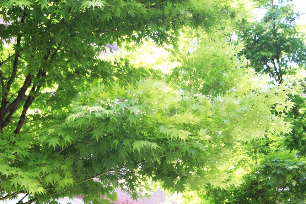 나무,잎,나뭇잎,하늘,자연,야외,나들이,소풍,봄,햇살,햇빛,가지,식물,자연,plants,nature