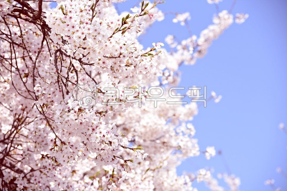 spring,love,blue sky,moon,Cherry Blossom,spring outing,Cherry Blossom Ending,spring sky,daytime moon