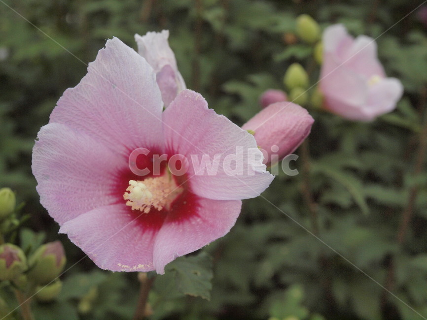 꽃,blossom,무궁화,flower,식물,plant,식물,자연,plants,nature,꽃,flower