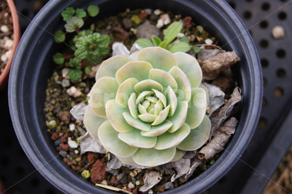 다육,식물,다육이,감성사진,인테리어,화분,식물,자연,plants,nature,실내용화초,화분,화초,house plant