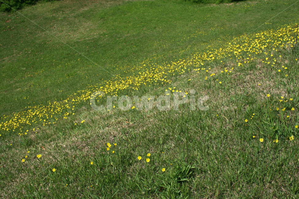 언덕,공원,들꽃,작은꽃,노란꽃,잔디,자연,풍경,nature,landscape,grassland,목초지,field,들,outdoors,옥외,rural,농촌,farm,농장
