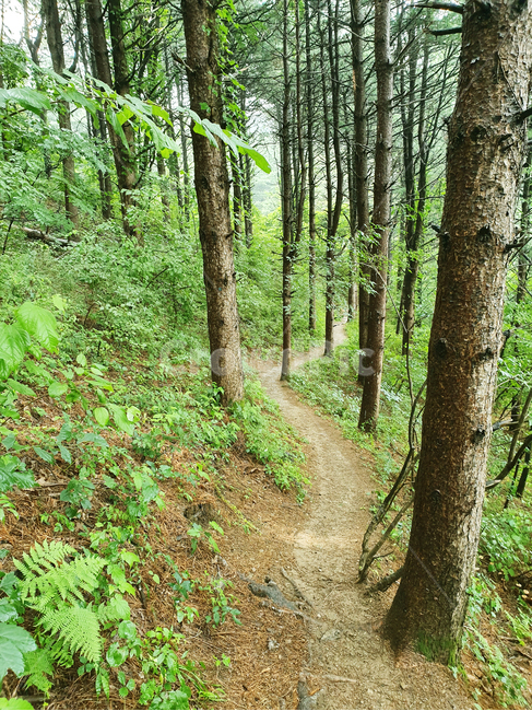 산,산속,나무,휴식,지름길,산책,나뭇잎,초록,path,통로,tree,leaf,green,자연,풍경,nature,landscape