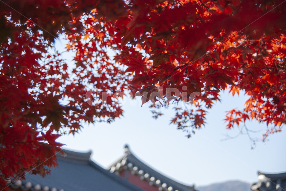 단풍,부석사,가을,maple,단풍놀이,autumn,buseoksa,colorful,fall,mapleleaf,가을단풍,Buseoksa,Temple,가을,계절,fall,autumn,season,식물,자연,plants,nature