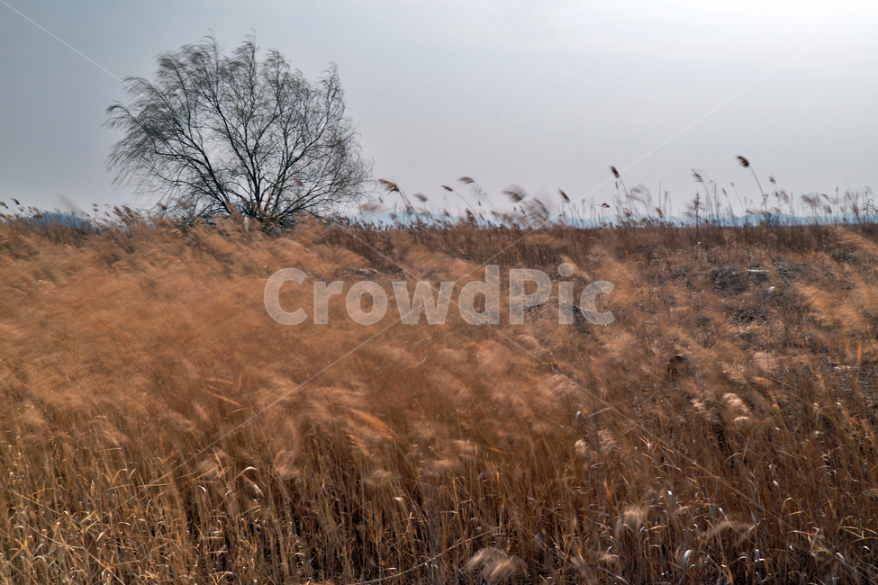 왕따나무,우음도,초원,갈대,시화호,화성시,간척지,바다,자연,풍경,nature,landscape