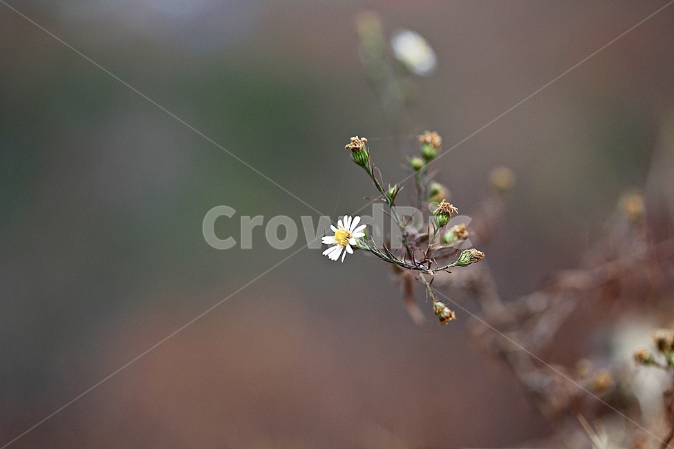 꽃,꽃잎,가을꽃,가을,식물,자연,계절,식물,자연,plants,nature,꽃,flower