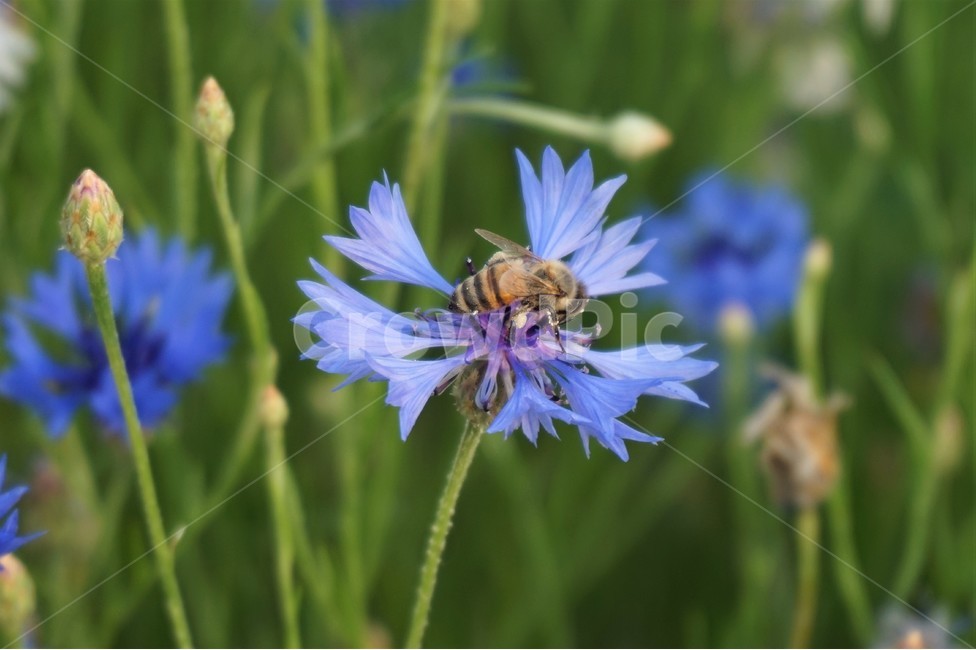 꽃,들꽃,벌,꿀벌,자연,flower,flowers,wildflowers,bee,nature,식물,자연,plants,nature,꽃,flower,동물,animal,곤충,벌레,insect,bug