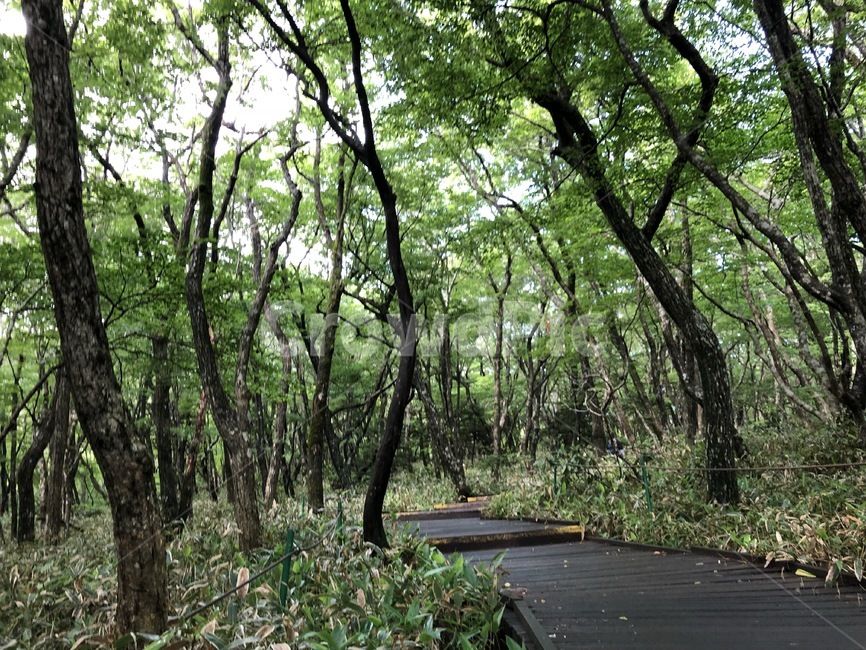나무,통로,복도,오솔길,예쁜길,자연,나무,trees,wood