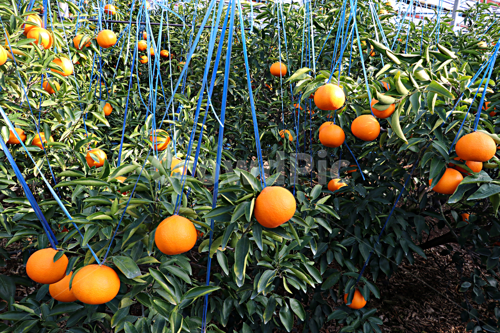 천혜향,제주천혜향,감귤류,감귤류과일,fruit,음식,cheonhyehyang,주황색과일,과일,과일,열매,fruit