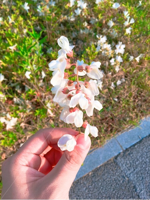 꽃,봄,감성,손,흰꽃,봄,계절,spring,season,꽃,flower,petal,꽃잎,plant,식물,blossom