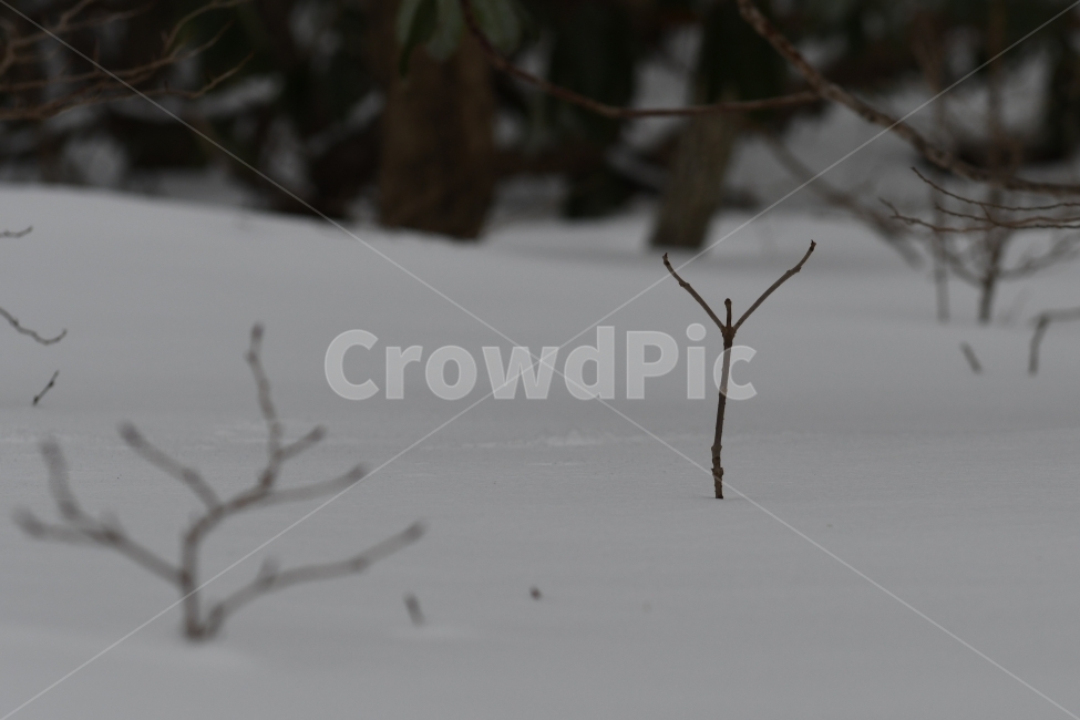 겨울,풍경,한라산,눈,겨울산,눈꽃,제주도,상고대,나무,서리,겨울,계절,winter,season