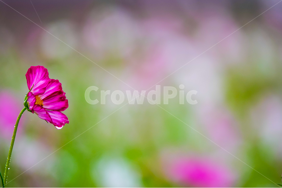 plant,식물,flower,꽃,꽃밭,물방울,가을,식물,자연,plants,nature,꽃,flower