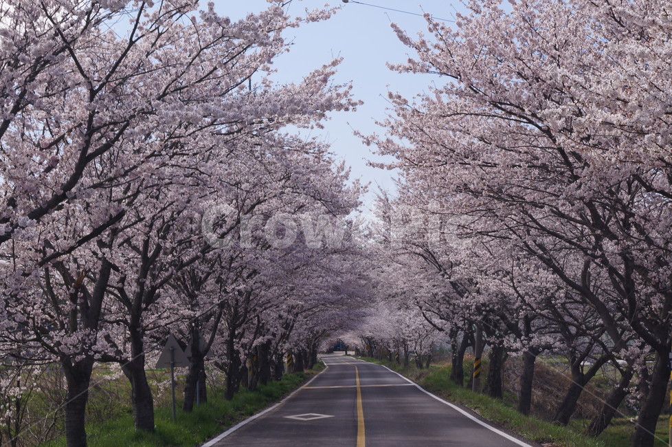 벚꽃,꽃길,고흥만벗꽃길,벚꽃터널,꽃,봄꽃,봄,계절,spring,season,자연,풍경,nature,landscape,한국자연풍경,한국자연경관,korea nature landscape,식물,plants,나무,trees,wood,plant