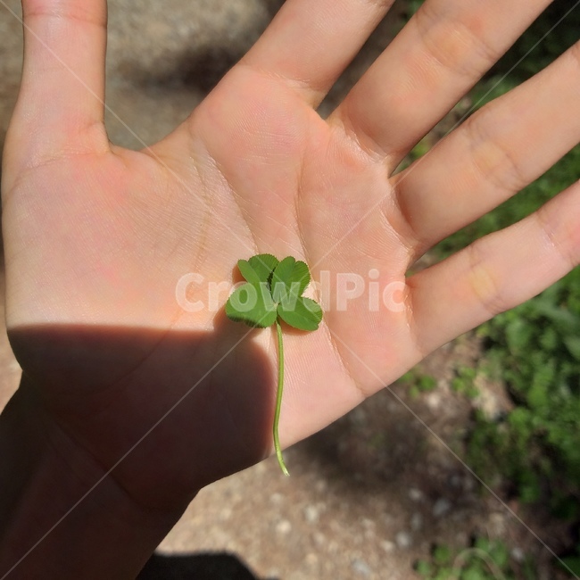 네잎클로버,손바닥,식물,네잎,클로버