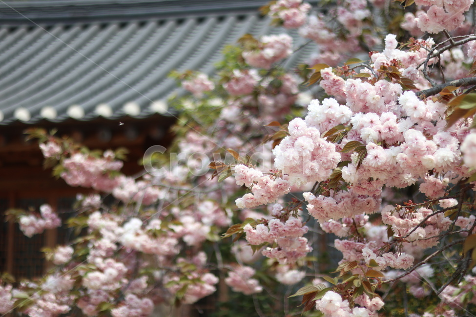 겹벚꽃,왕벚꽃,핑크,봄,풍경,봄,계절,spring,season,식물,자연,plants,nature,꽃,flower,plant