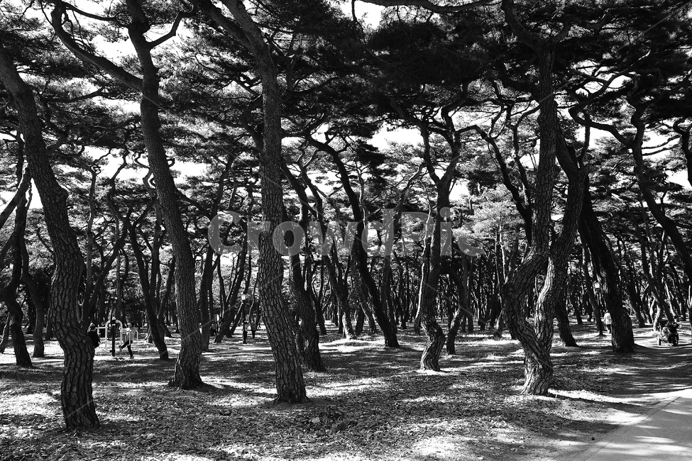 소나무,숲,흑백,나무,식물,fine,forest,wood,monochrome,자연,풍경,nature,landscape,흑백,모노톤,monochrome,black and white,tree,plant,tree trunk,나무 줄기,ground,바닥