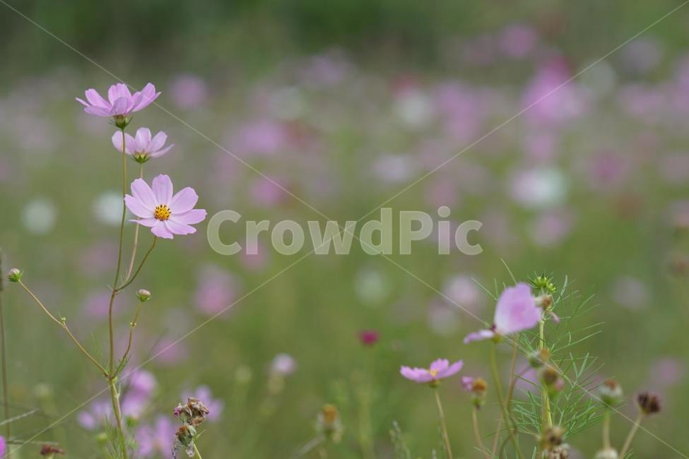 가을,코스모스,꽃,식물,자연,계절,붉은색,핑크,순수,감성,cosmos,red,pink,fall,nature,autumn,green,white,가을,계절,fall,autumn,season,식물,자연,plants,nature,꽃,flower,plant,geranium,제라늄,blossom