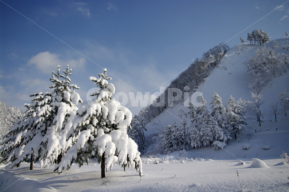 겨울,눈,설경,풍경,나무,설산,겨울,계절,winter,season