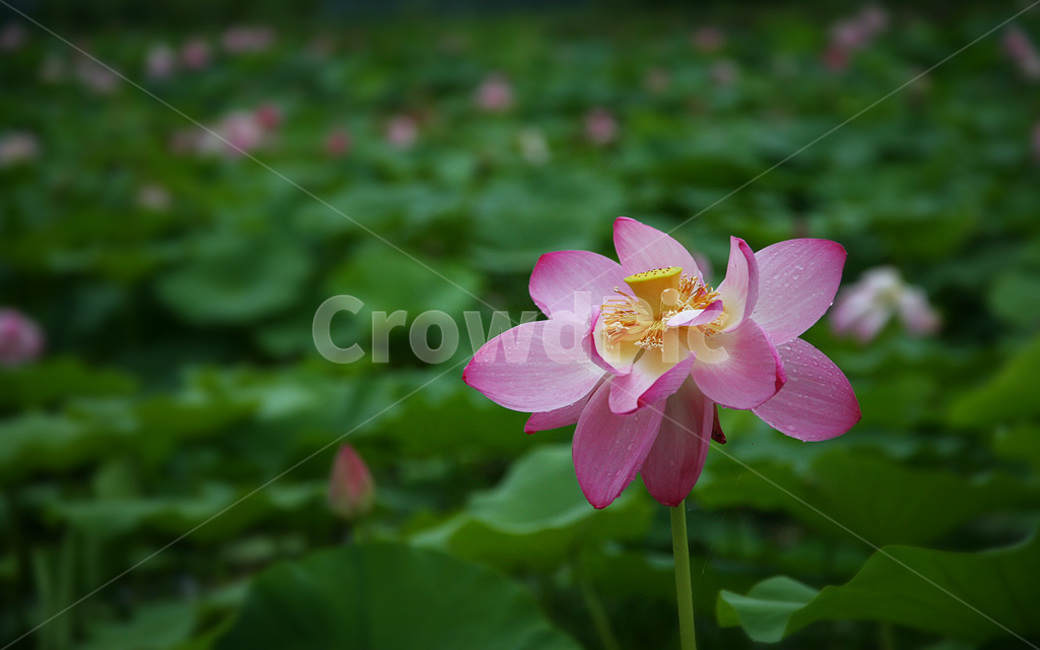 연꽃,세미원,식물,flower,꽃,식물,자연,plants,nature,꽃,flower