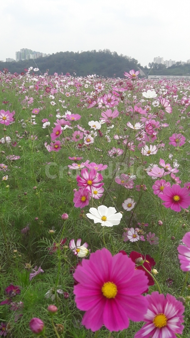 바람,꽃,코스모스,알록달록,하늘,가을,계절,fall,autumn,season,식물,자연,plants,nature,꽃,flower,blossom,geranium,제라늄,plant,petal,꽃잎