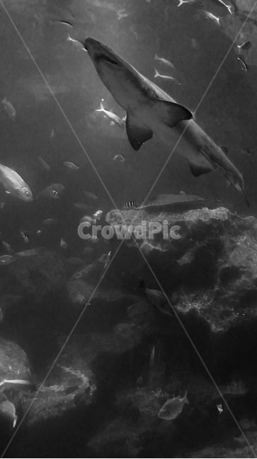 aquarium,아쿠아리움,상어,shark,sea,바다,흑백사진,monochromephotography,aquatic,water,물,흑백,모노톤,monochrome,black and white