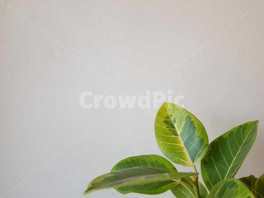 식물,초록,잎,벽,흰색,식물,자연,plants,nature