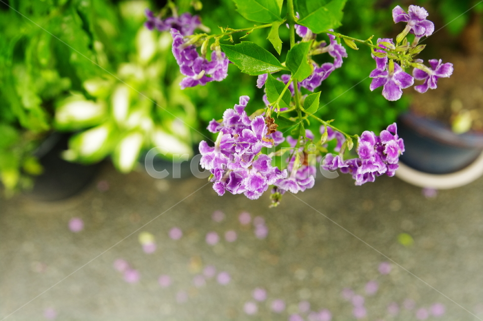 화분,화단,보라색,낙화,식물,plant