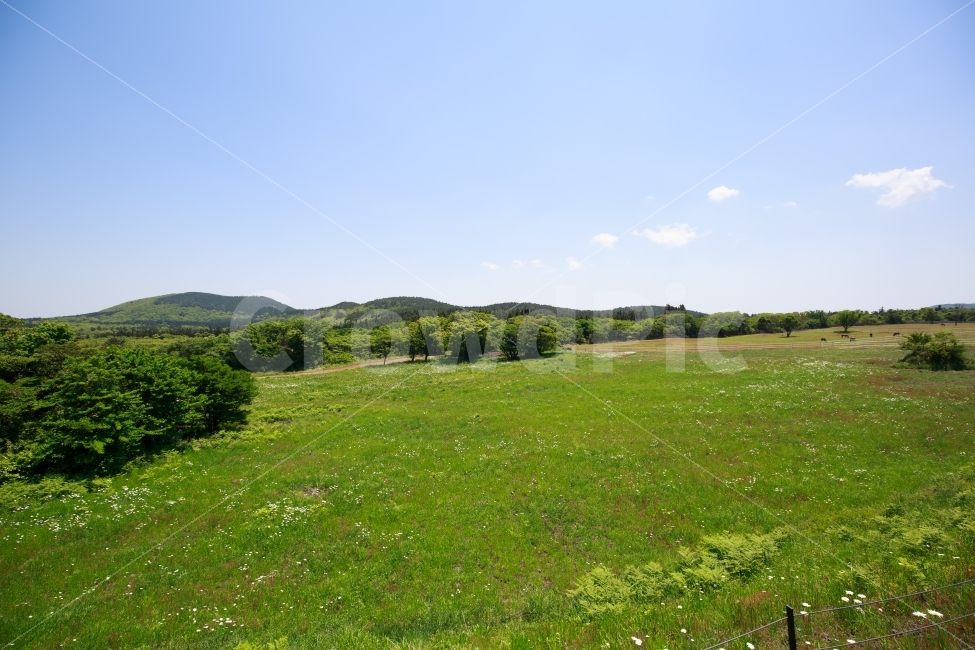 봄,제주,제주도,jeju,잔디밭,하늘,푸름,녹색,green,우리나라,풍경,자연,풍경,nature,landscape,제주도,jeju,jeju island,outdoors,옥외,grassland,목초지,field,들,farm,농장,rural,농촌