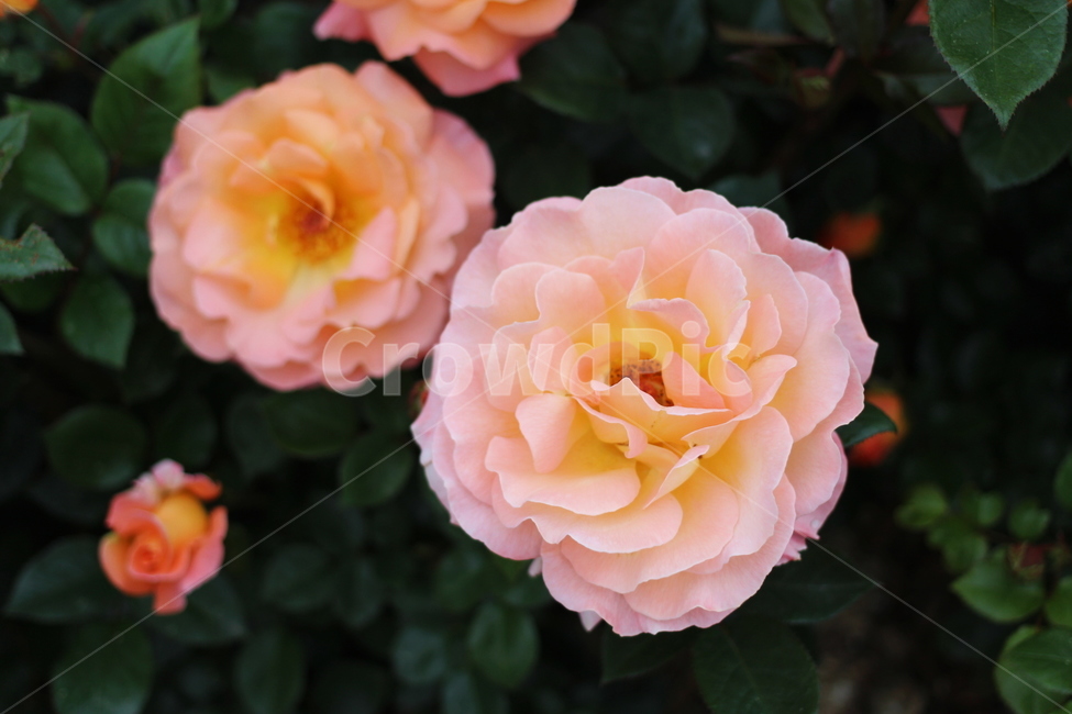 장미,rose,꽃,식물,플라워,flower,축제,향기,꽃향기,봄,계절,spring,season,식물,자연,plants,nature,꽃,flower,plant,blossom